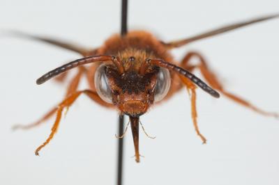  Nomada agrestis Fabricius, 1787