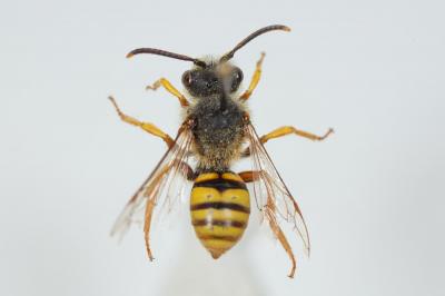  Nomada agrestis Fabricius, 1787