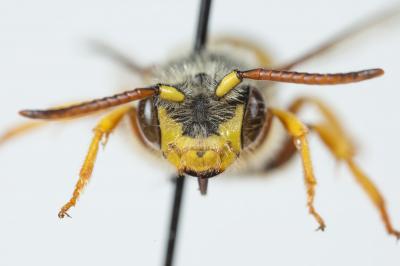  Nomada agrestis Fabricius, 1787