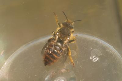  Osmia rufohirta Latreille, 1811