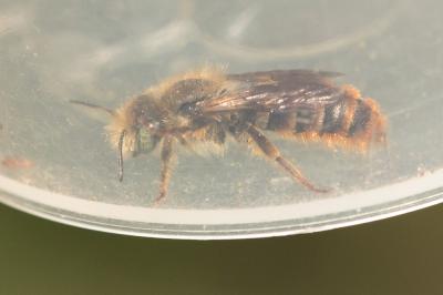  Osmia rufohirta Latreille, 1811