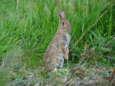 Lapin de garenne Oryctolagus cuniculus (Linnaeus, 1758)