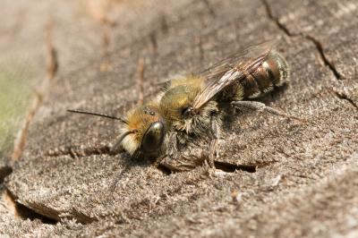  Osmia caerulescens (Linnaeus, 1758)