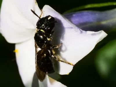 Ceratine commune Ceratina cucurbitina (Rossi, 1792)