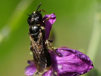 Ceratine commune Ceratina cucurbitina (Rossi, 1792)