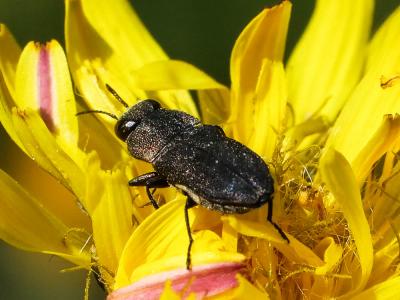  Anthaxia confusa Gory, 1841