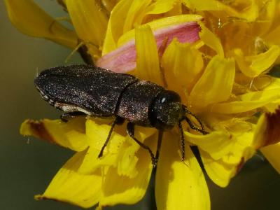  Anthaxia confusa Gory, 1841