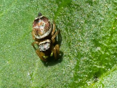  Heliophanus tribulosus Simon, 1868