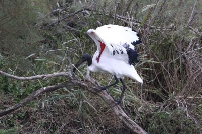 Ibis sacré Threskiornis aethiopicus (Latham, 1790)