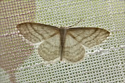 Acidalie striée (L'), Acidalie sillonnée.(L') Scopula virgulata (Denis & Schiffermüller, 1775)