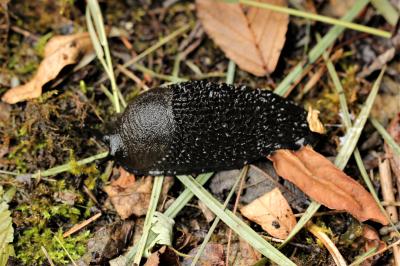  Arion ater (Linnaeus, 1758)