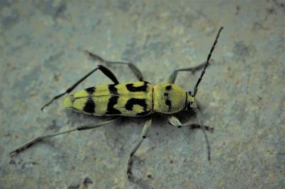 Clyte varié Chlorophorus varius (Müller, 1766)