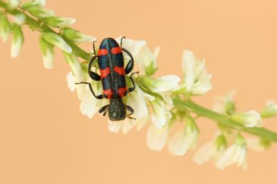Clairon à épaulettes Trichodes leucopsideus (Olivier, 1795)