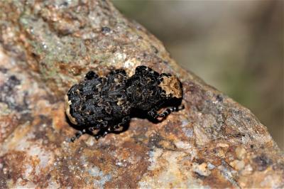  Platyrhinus resinosus (Scopoli, 1763)