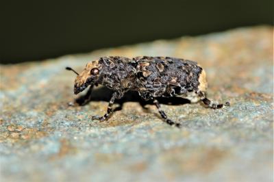  Platyrhinus resinosus (Scopoli, 1763)