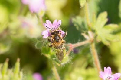  Andrena dorsata (Kirby, 1802)