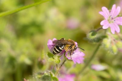  Andrena dorsata (Kirby, 1802)