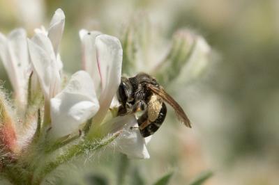  Andrena ovata