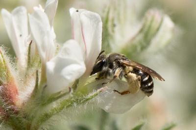  Andrena ovata