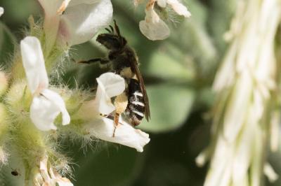  Andrena ovata