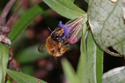 Anthophore commune, Anthophore plumeuse, Anthophor Anthophora plumipes (Pallas, 1772)