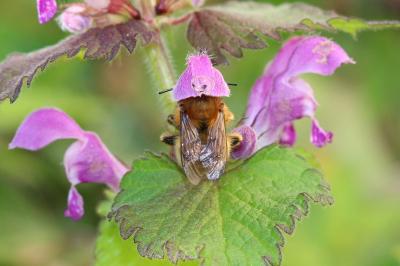 Anthophore commune, Anthophore plumeuse, Anthophor Anthophora plumipes (Pallas, 1772)