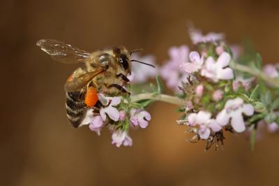Abeille domestique, Abeille européenne, Abeille me Apis mellifera Linnaeus, 1758