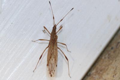  Berytinus 