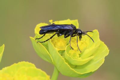  Cephaledo bifasciata (Müller, 1766)