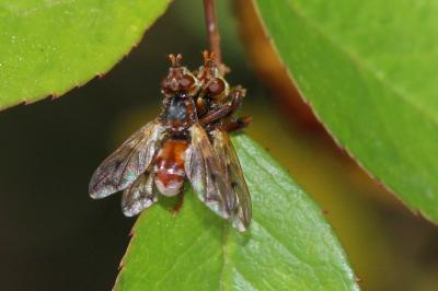  Myopa tessellatipennis Motschulsky, 1859