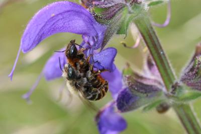  Osmia aurulenta (Panzer, 1799)