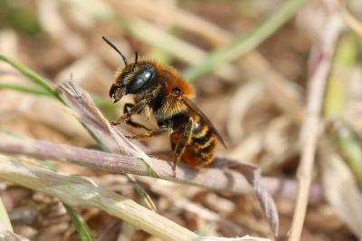  Osmia aurulenta (Panzer, 1799)