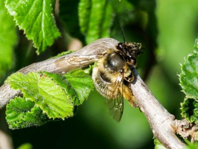 Anthophore commune, Anthophore plumeuse, Anthophor Anthophora plumipes (Pallas, 1772)