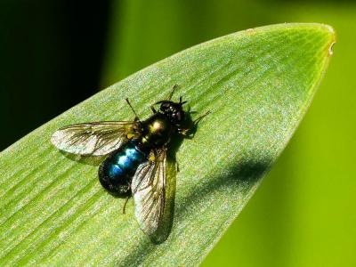  Chloromyia formosa (Scopoli, 1763)