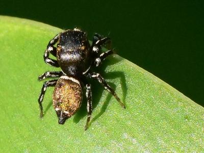  Heliophanus tribulosus Simon, 1868