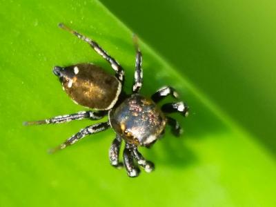  Heliophanus tribulosus Simon, 1868