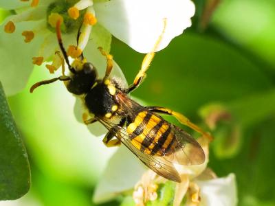 Nomada succincta Panzer, 1798