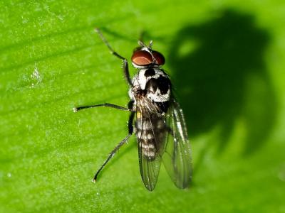  Anthomyia Meigen, 1803