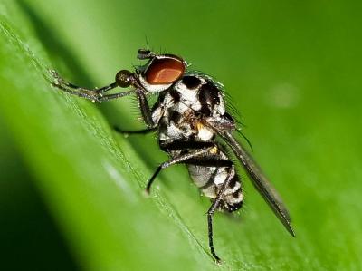  Anthomyia Meigen, 1803