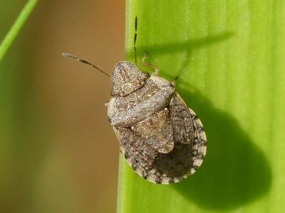  Sciocoris sideritidis Wollaston, 1858
