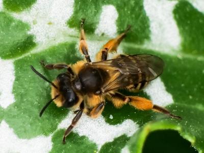  Andrena flavipes Panzer, 1799