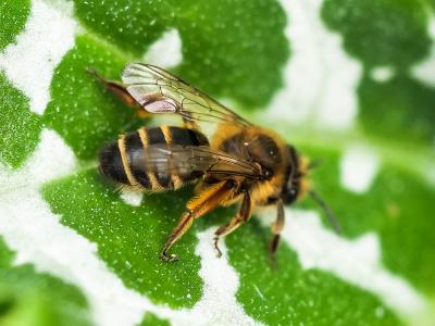  Andrena flavipes Panzer, 1799