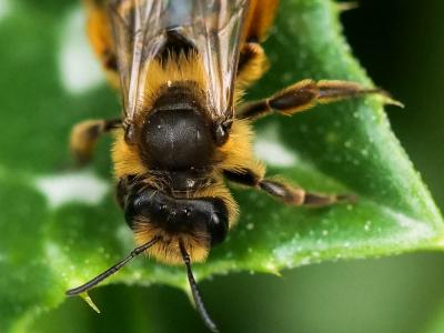  Andrena flavipes Panzer, 1799