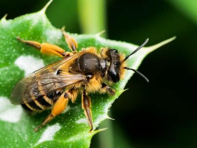  Andrena flavipes Panzer, 1799