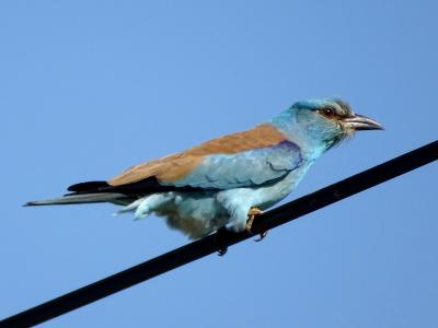 Rollier d'Europe Coracias garrulus Linnaeus, 1758