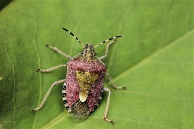 Punaise brune à antennes & bords panachés Dolycoris baccarum (Linnaeus, 1758)