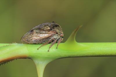 Demi-diable Centrotus cornutus (Linnaeus, 1758)