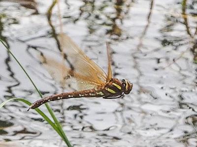 Grande Aeschne (La) Aeshna grandis (Linnaeus, 1758)