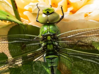 Anax empereur (L') Anax imperator Leach, 1815