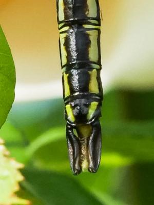 Anax empereur (L') Anax imperator Leach, 1815